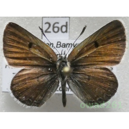 Afarsia hanna ssp. hanna (Evans, 1932) male Afganistan26d